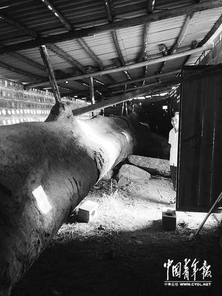 江西修水：“疑似烏木”官民相爭背后的躁動