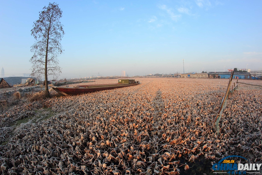 水葫蘆殘體飄蕩浙江紹興市區河道