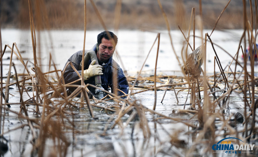圖片故事：黃河灘上挖藕工