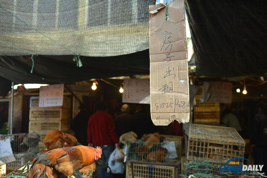 杭州主城區(qū)1月24日零時(shí)起暫停活禽交易