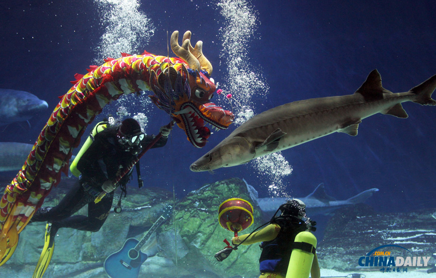 北京海洋館潛水員“水下舞龍”迎新春