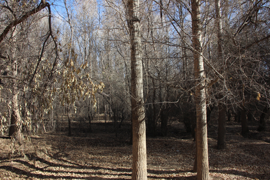 拿什么拯救日漸萎縮的老林場(chǎng)