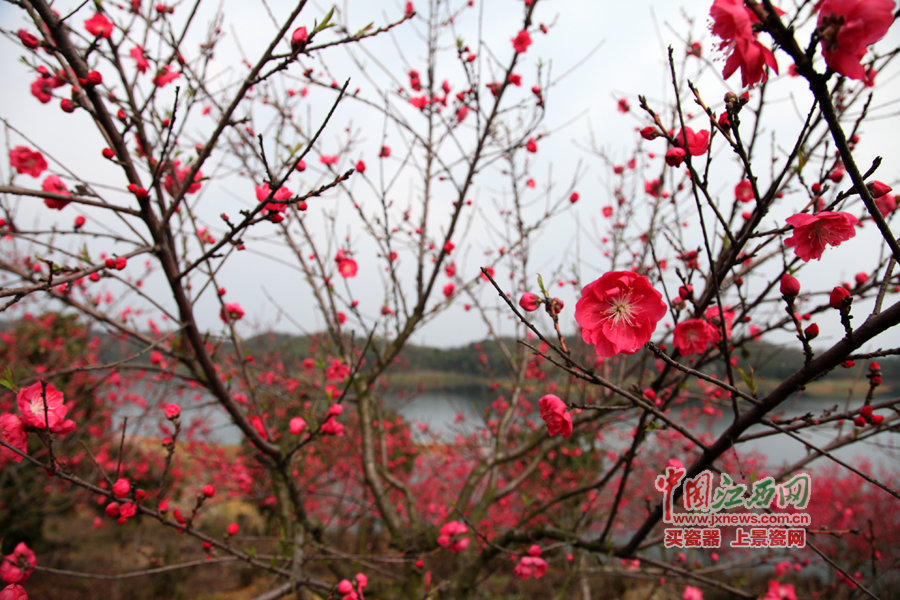 “第六屆全國(guó)網(wǎng)絡(luò)媒體江西游”采訪團(tuán)暢游桃花島