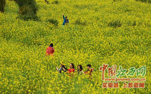 全國網媒記者逛婺源江嶺 邂逅花田喜事贊“天上人間”