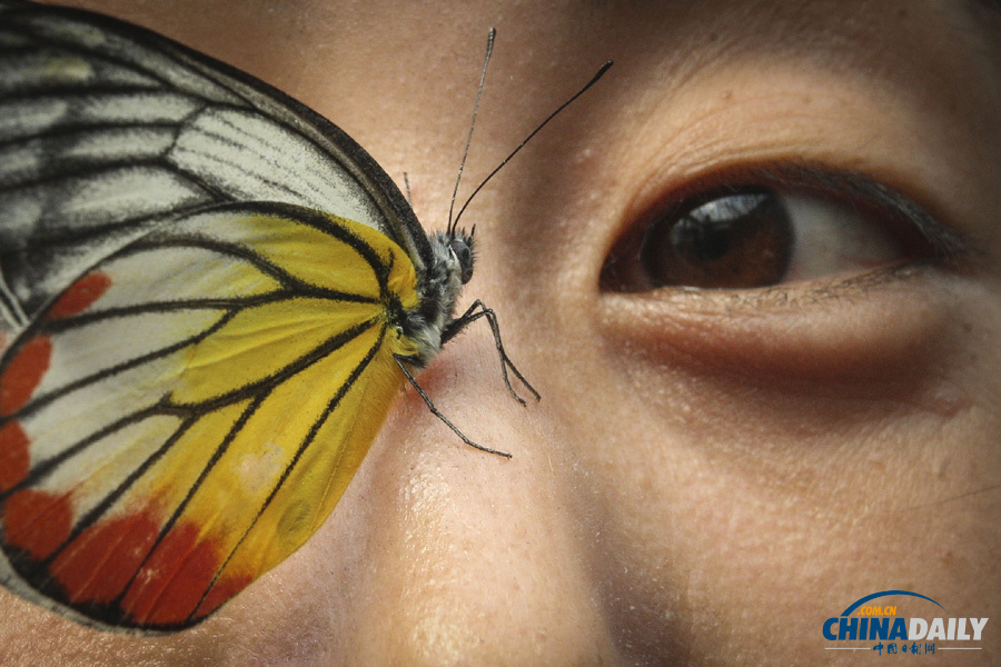 煙臺舉辦活體蝴蝶展 市民感觸春天色彩