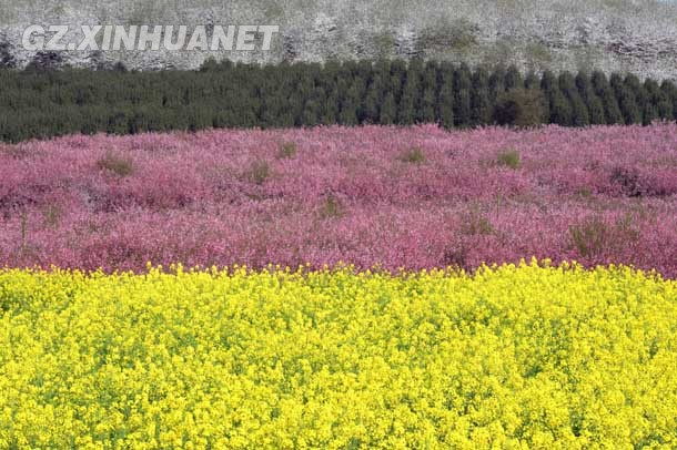 陽春三月 清鎮多彩花海醉游客