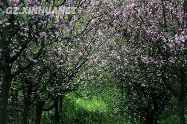 陽春三月 清鎮(zhèn)多彩花海醉游客
