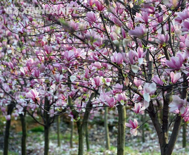 陽春三月 清鎮多彩花海醉游客