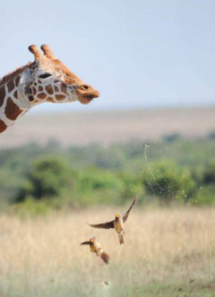 長頸鹿飲水猛抬頭 小鳥被甩空中