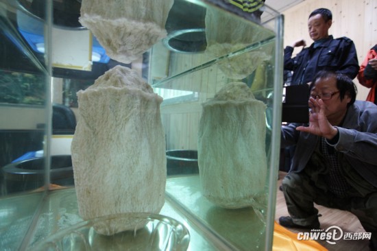 重慶城口頻現(xiàn)千年“神物”：銀白太歲、千年杜鵑王 圖