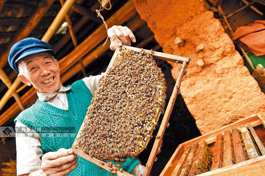 五十一載“蜂情”“野蜂王”的半世“蜂情”