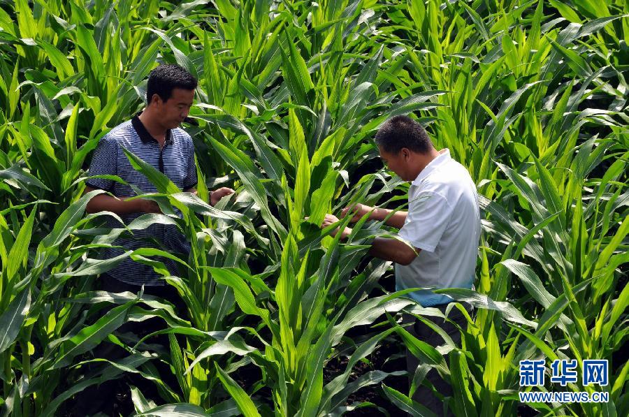 黑龍江墾區玉米“保健”促高產