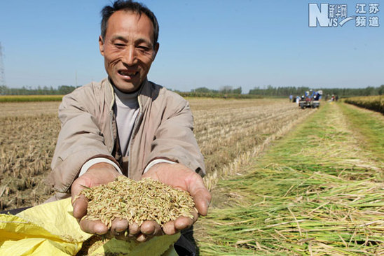 贛榆：金秋時節喜豐收