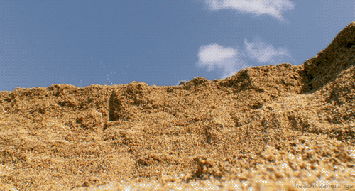 超萌動物動態組圖