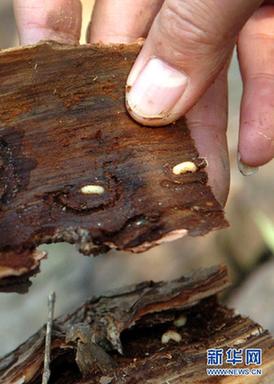 高清大圖：不只是食人魚 警惕“外來物種入侵”