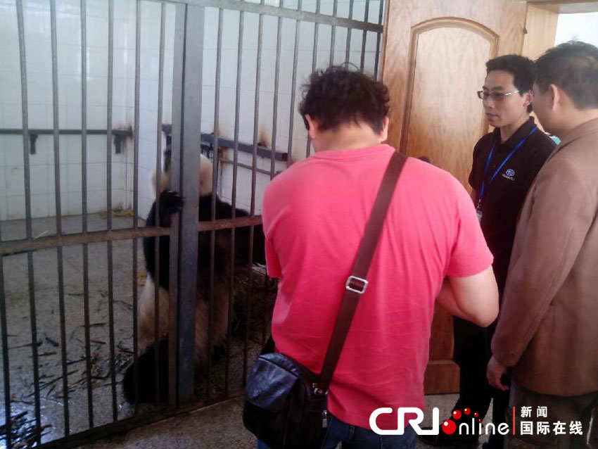 四川雅安地震 大熊貓躲樹上平安無事(組圖)