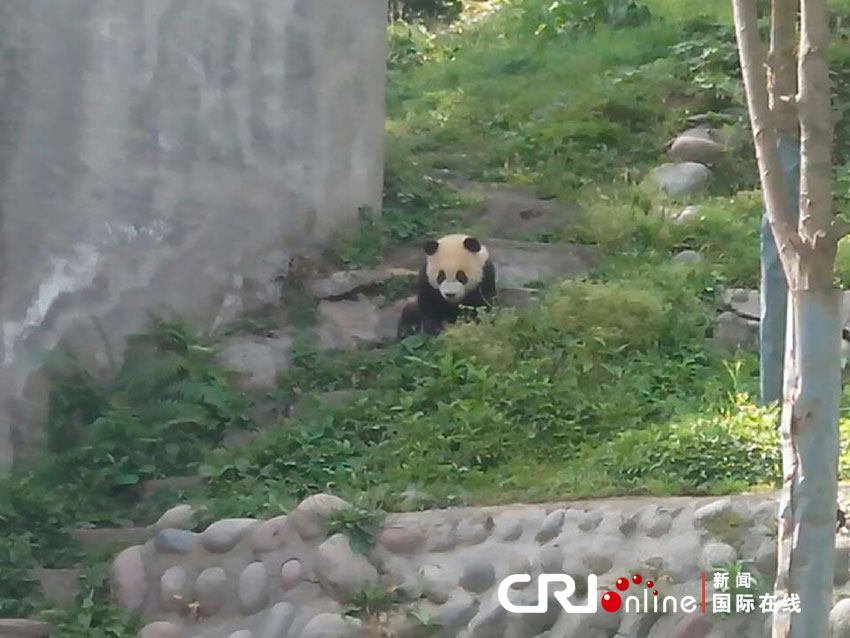 四川雅安地震 大熊貓躲樹上平安無事(組圖)