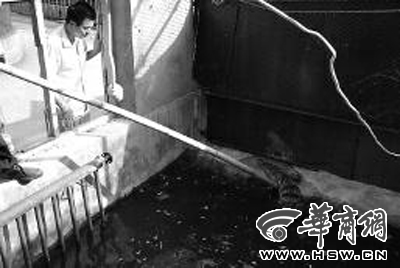 泰國(guó)鱷從農(nóng)家樂夜逃 “潛伏”綠化帶中被市民活擒