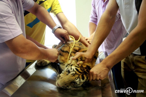四個月大幼虎體檢像孩童 狂吼掙扎流眼淚(組圖)