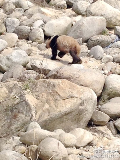 陜西華陽鎮頻繁出沒野生大熊貓 景區三年出現三次