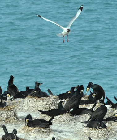 純美風(fēng)光：春暖青海湖