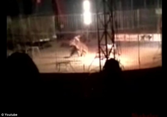 孟加拉虎表演時當眾咬死訓練員