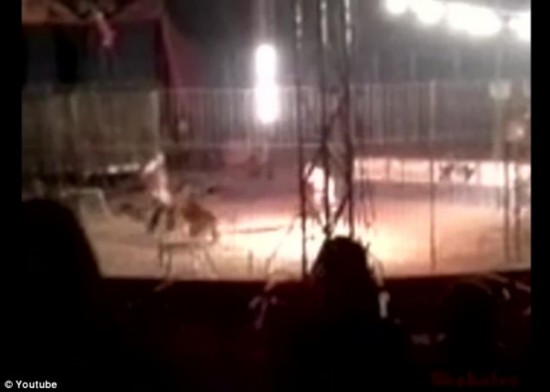 孟加拉虎表演時當眾咬死訓練員