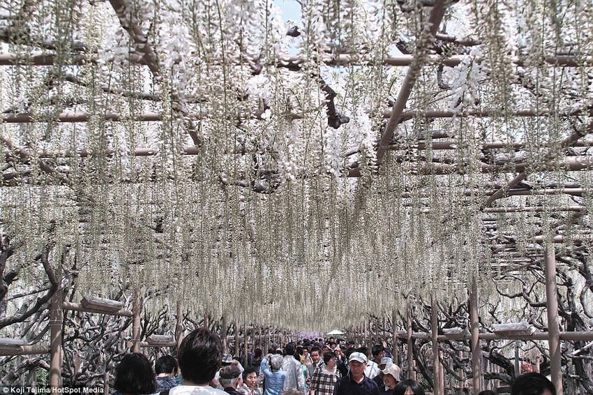 夢(mèng)幻！《阿凡達(dá)》