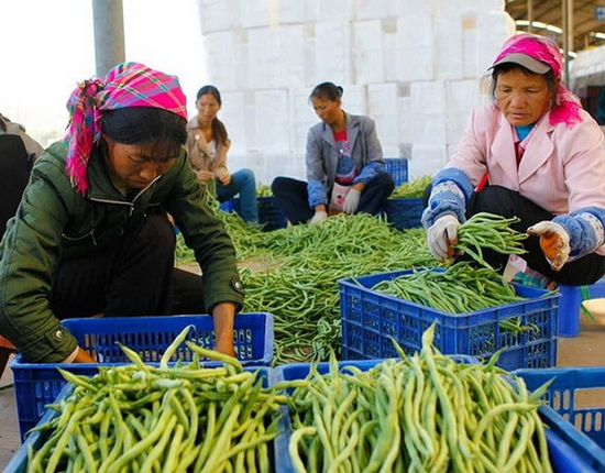 云南冬農開發鼓起農民錢袋子