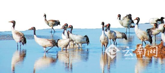 冬天來(lái)看鶴舞高原 云南有8大黑頸鶴觀賞地
