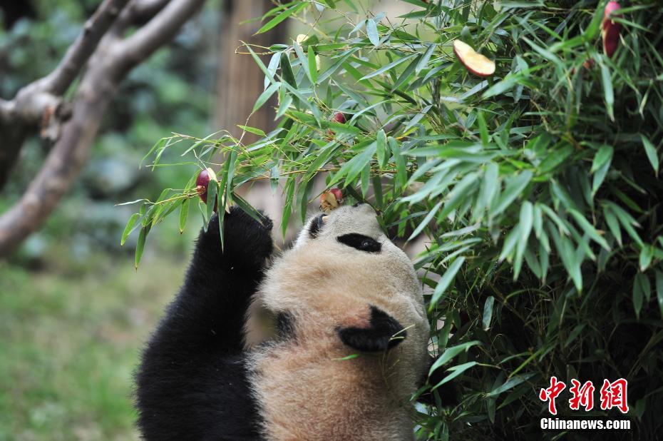 云南動(dòng)物園大熊貓?zhí)崆跋碛?#8220;圣誕大餐”