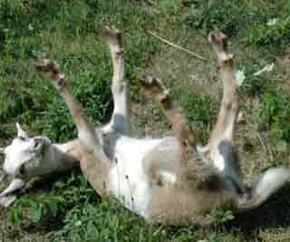 Goats that faint when startled<BR>美洲特產'昏倒羊'(圖)