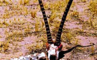 世界著名的恐怖景區(qū)