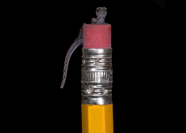 厄瓜多爾雨林新物種:吸蝸牛的蛇 無蝌蚪期的青蛙