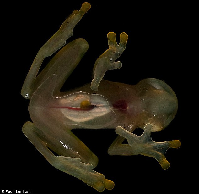 厄瓜多爾雨林新物種:吸蝸牛的蛇 無蝌蚪期的青蛙