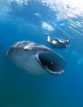 小心！一條鯊魚就在你身后
