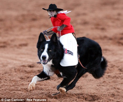 卷尾猴“牛仔”馳騁得州草原 成網絡紅星引粉絲一片