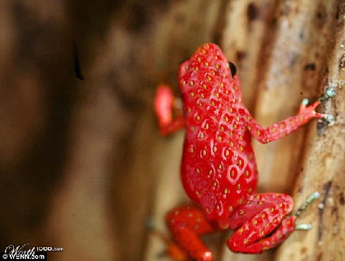 知名藝術網站擺圖片設計擂臺賽（組圖）
