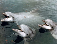 Do whales and dolphins sleep?