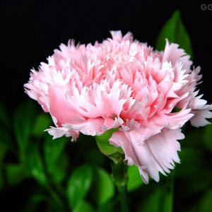 爸爸媽媽，我愛(ài)你們！（讀者作品）