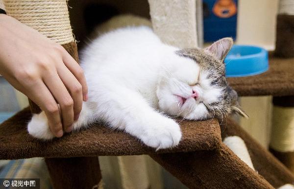 貓經(jīng)濟(jì)興起 今天你“吸貓”了嗎？