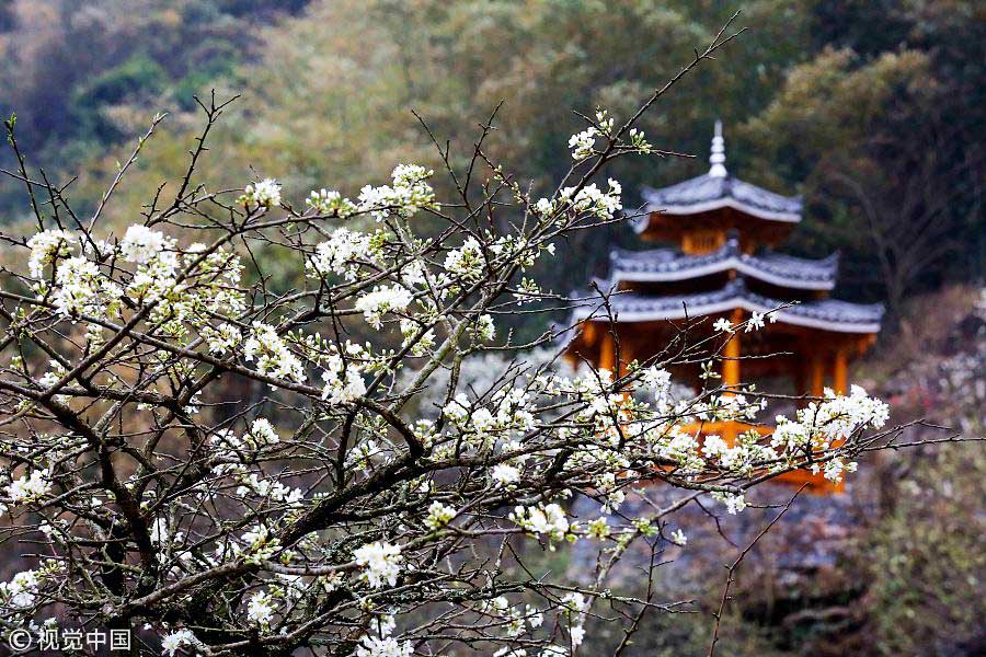 踏青季：春天盛開的9種鮮花 哪一種最美？（組圖）