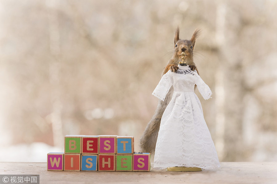 英國王室婚禮在即！看小松鼠演繹“童話婚禮”（組圖）