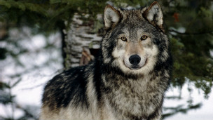 狼叫聲不同 電腦識別野狼嚎