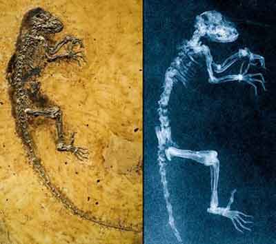 美國國家地理09年度十大科學發(fā)現(xiàn)