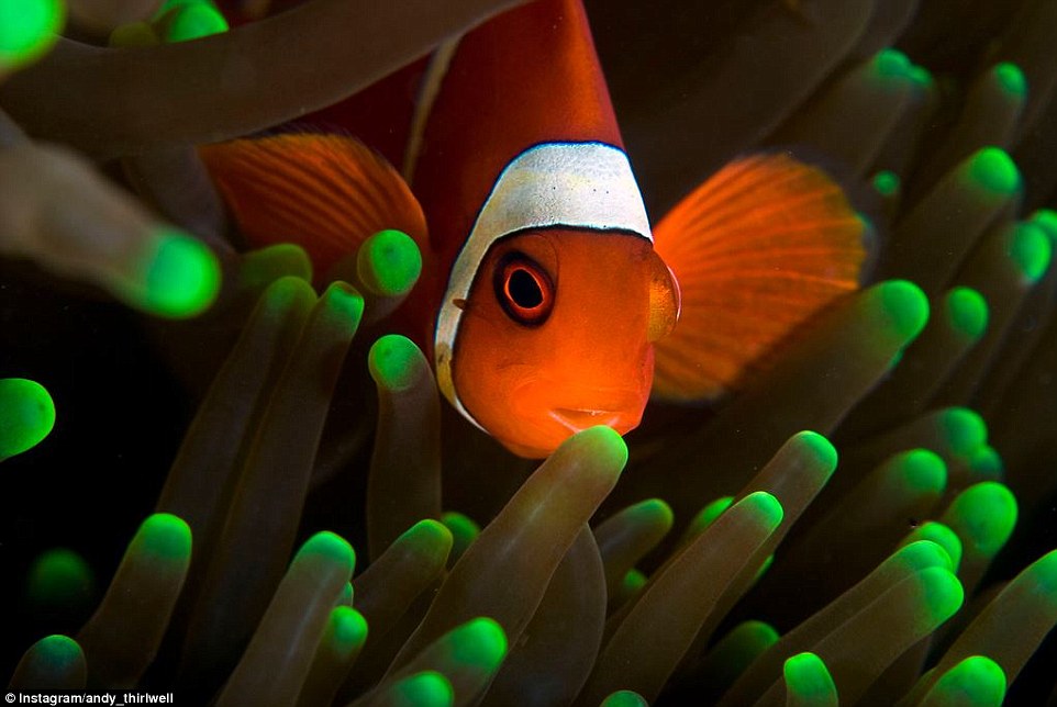 驚艷的海底世界 與海豹和大白鯊親密接觸