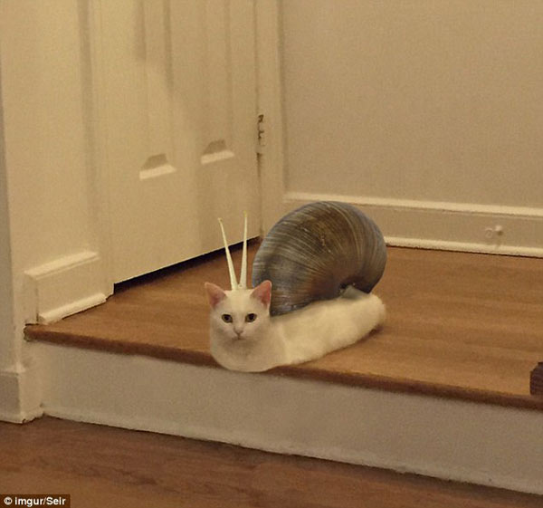 喵星人奇異姿勢被玩壞 網友瘋狂PS（組圖）