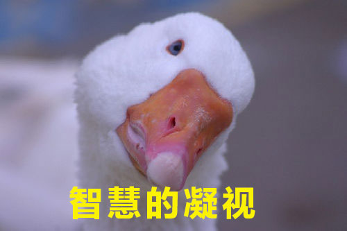 如何高級又委婉地表達“你很蠢”？