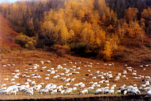 Daqinggou State-Level Nature Reserve