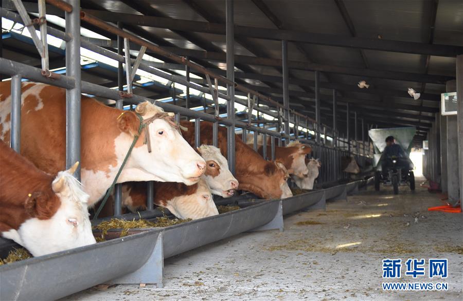 Sonid Right Banner strives to tackle poverty